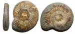 Аммонит Parkinsonia cf. planulata