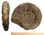 Аммонит Parkinsonia parkinsoni