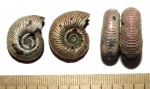 Еще два аммонита Perisphinctidae