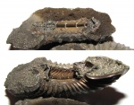 Сифон аммонитов Amoeboceras