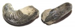 Устье Cardioceras sp.
