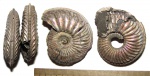 Два Amoeboceras