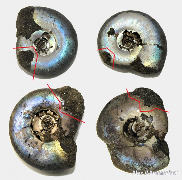 аммониты, юра, Kachpurites, Kachpurites fulgens, прижизненные повреждения, волжский век, Ammonites, вентральные укусы, ventral bite marks, Volgian, Jurassic