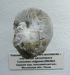 Cenoceras wolgensis