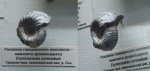 Cadoceras в роли эримноцераса