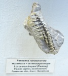 Loxoceras breynii