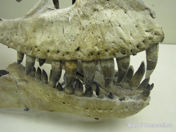 музеи, ПИН, Tarbosaurus, Tarbosaurus bataar, Tyrannosauridae