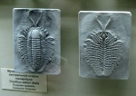 Лапки трилобита