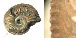 Морщинистый слой Amoeboceras