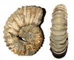 Acanthohoplites bigoureti