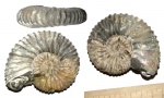 Acanthohoplites subangulicostatus