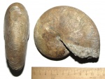 Euphylloceras velledae - "аммонит-напильник"