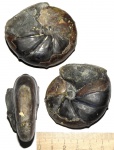 Calliphylloceras achtalense