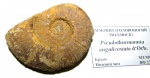 Pseudothurmannia angulicostata