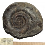 Megalytoceras kasakovae