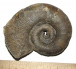 Valentolytoceras crassicostatum