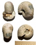 Аммонит Polyptychites middendorfi