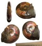 Аммонит Aconeceras trautscholdi