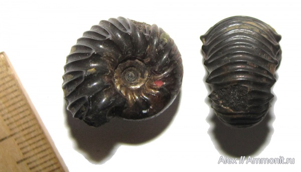 мел, музеи, Simbirskites, МЗ МГУ, Simbirskites pseudobarboti, Cretaceous