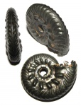 Большая Brightia davitaschvilii