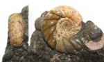 Аммонит Eogaudryceras duvalianus