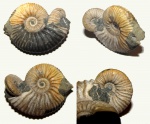 Парочка Acanthohoplites