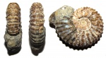Аммонит Acanthohoplites sp.
