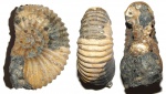 Аммонит Acanthohoplites multispinatus (?)