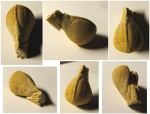 Любопытный Conocardium