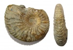 Аммонит Deshayesites lavaschensis