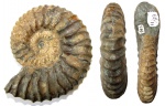 Аммонит Deshayesites consobrinus