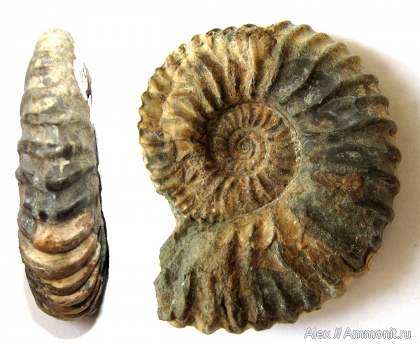 аммониты, мел, музеи, Deshayesites, апт, Ammonites, МЗ МГУ, Deshayesites robustocostatus, Deshayesitidae, Aptian, Cretaceous