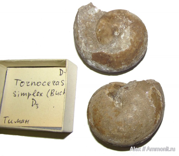 девон, музеи, Devonian, Goniatitida, МЗ МГУ, Tornoceratidae, Tornoceras simplex, Tornoceras, Тиман