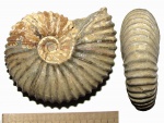 Parahoplites melchioris 1951 года