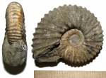 Аммонит Parahoplites melchioris