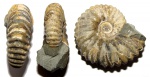 Parahoplites cf. melchioris