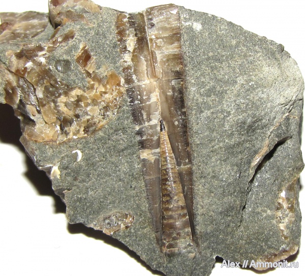 белемниты, мел, фрагмоконы, апт, протоконх, Aptian, Cretaceous, belemnites, phragmocones