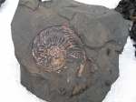 Amoeboceras ilovaiskii