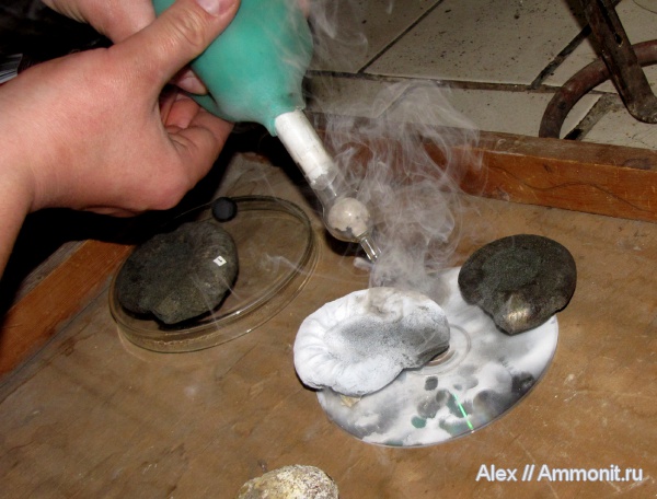 аммониты, макроконхи, Kachpurites, Kachpurites fulgens, Ammonites, хлорид аммония, Macroconchs, Volgian