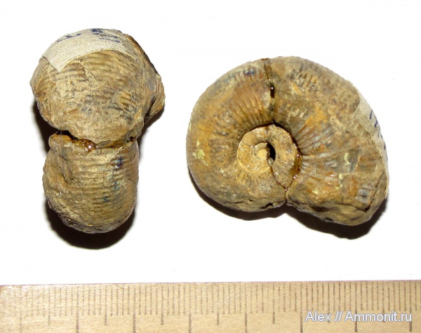 аммониты, мел, музеи, баррем, нижний баррем, Ammonites, МЗ МГУ, astieridiscus, Barremian, Cretaceous, Astieridiscus morleti
