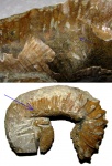 Окраска Pseudocrioceras