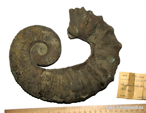 аммониты, мел, гетероморфные аммониты, музеи, Ancyloceras, Ammonites, МЗ МГУ, Tropaeum, Tropaeum hillsi, Ancyloceras hillsi, Ancyloceratidae, Cretaceous, heteromorph ammonites