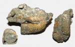 Барремский Heteroceras