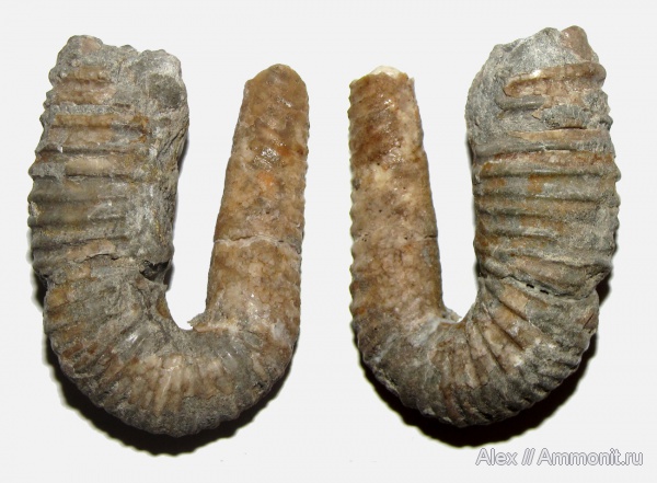 аммониты, мел, гетероморфные аммониты, баррем, Ammonites, Heteroceratidae, Heteroceras, Barremian, Cretaceous, heteromorph ammonites