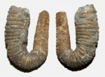 Heteroceras sp.