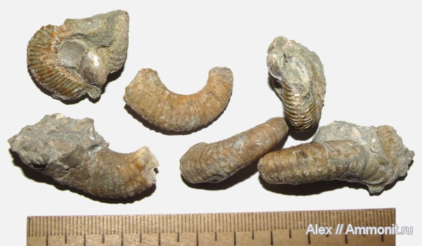 аммониты, мел, гетероморфные аммониты, баррем, Ammonites, Heteroceratidae, Hemibaculites, Barremian, Cretaceous, heteromorph ammonites