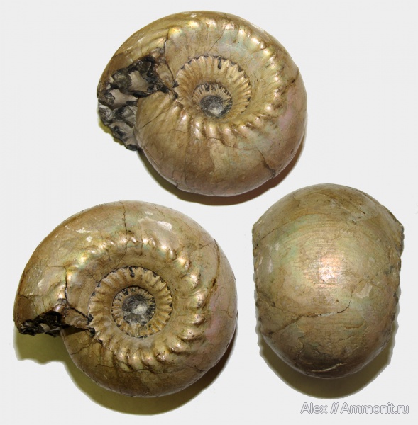аммониты, юра, келловей, Cadoceras, Cadoceras elatmae, Cadoceratinae, Cardioceratidae, Ammonites, МДЭБЦ, МГСЮН, Callovian, Jurassic, Middle Jurassic