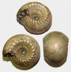 Аммонит Cadoceras elatmae