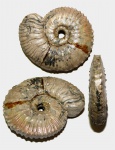 Аммонит Kosmoceras