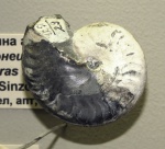 Aconeceras trautscholdi с отпечатком мускула